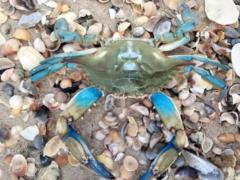 Красивый, вкусный и опасный: что известно о новом обитателе Черного моря – голубом крабе