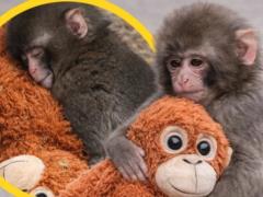 Брошенная мамой обезьянка из Японии, история которой тронула миллионы людей, нашла друзей