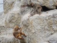 Сотрудники японского зоопарка показали, как обезьянка Панч играет с другими макаками