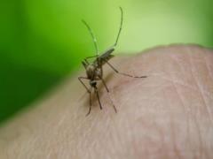 Во Львове выявили случай заражения лихорадкой Денге - заболевшая отдыхала на Мальдивах