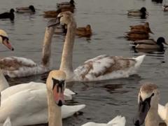 В Киеве стая лебедей заполонила набережную Оболони