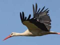 Наши «африканцы» уже в пути: когда прилетят аисты и кто первым занимает гнездо