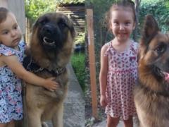 Собака-герой из Николаева: овчарка спасла хозяев во время прилета «Искандера»