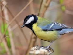 В Украине 2 марта по всей стране будет тепло, в некоторых областях до +13