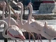 Зоопарк Славянска эвакуируют в Полтавскую область из-за войны