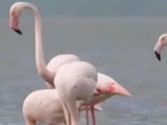 Розовые фламинго вновь вернулись на  Тузловские лиманы  в Одесской области