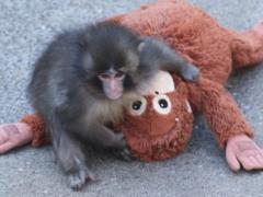 В сети пишут, что Панча собираются разлучить с его игрушкой: правда ли это