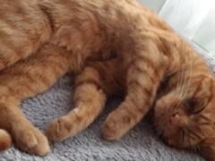 В Швеции запрещено оставлять одним на весь день кота