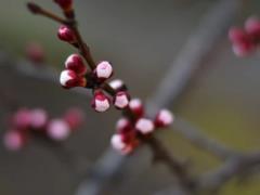 В Украине с 9 марта ожидается резкое потепление, в некоторых областях до +18