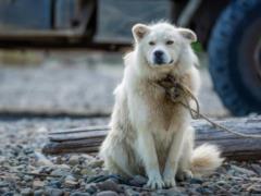 Свободу собакам: почему в Украине запрещают цепи, а в Швеции нельзя оставлять собаку одну дома