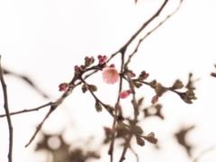 В Мукачево расцвела  безумная  сакура