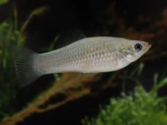 Рыба, которая тысячелетиями клонирует сама себя, заставляет переписать учебники по биологии — исследования