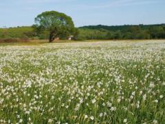 От крокусов до нарциссов: куда ехать любоваться первыми весенними цветами