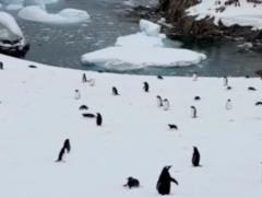 Украинские полярники показали, как считают колонии пингвинов