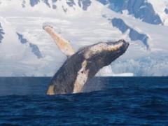 Горбатый кит устроил  шоу  для украинских полярников, выполнив более 50 прыжков