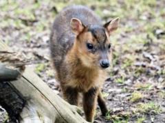 В киевском зоопарке мунтжак Мо полностью восстановился после тяжелой травмы, полученной при обстреле РФ
