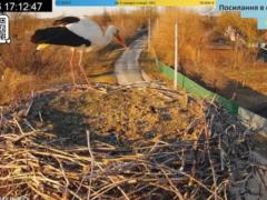 В гнездо Грыцыка и Одарки на Полтавщине прилетел первый аист сезона