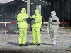 Массовая «утилизация» скота в РФ: фермеры теряют все, но вместо бунта жалуются «царю-батюшке»