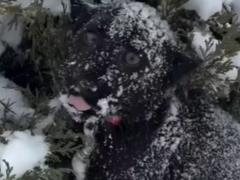 В зоопарке  XII месяцев  родился редкий детеныш дальневосточного леопарда