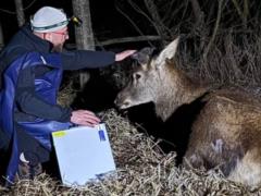 У звездного оленя Бориса, которого сбило авто, диагностировали перелом, его жизнь под угрозой