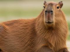 Капибара Самба сбежала из зоопарка в Великобритании через день после прибытия