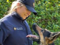 В Кропивницком умер поисково-спасательный пес Дерек, спасший не одну человеческую жизнь