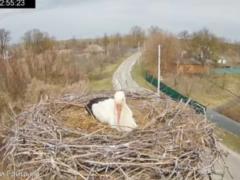 В гнезде  звездных  аистов с Полтавщины поселилась первая птица, но это не Одарка и не Грицык