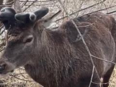 Ветеринар рассказал о состоянии оленя Бориса после ДТП в Ровенской области