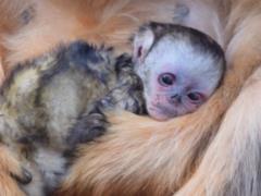 Во французском зоопарке родилась золотистая курносая обезьяна – впервые за пределами Азии