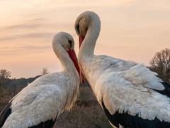 Новая пара аистов появилась в гнезде Одарки и Грицика в Полтавской области