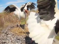 На Полтавщине в гнездо аистов вернулась Одарка и подралась с новой жительницей