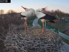 Образовалась новая пара - аист Одарка осталась в гнезде с новым  мужем  Лелем