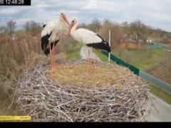 Аистовая  санта-барбара  - как в Леляках Грицько и Одарка отвоевывали свое гнездо