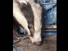 В Одесской области барсук во время обстрелов в панике забежал на частный двор