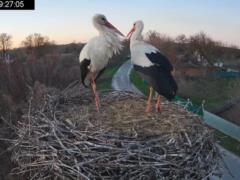  Гнездо дороже партнера : биолог - о драках, чужих яйцах и  изменах  аистов