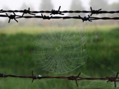 В Чернобыльской зоне незаконно обрабатывали 190 га земли