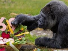 Самая старая горилла в мире отпраздновала 69-летие