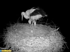 В гнезде аистов Одарки и Грицика появилось второе яйцо
