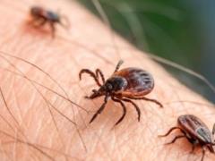 Клещи активизировались: как защититься, что делать после укуса и опасны ли африканские мутанты