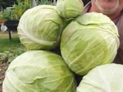 Ценовой бум: стоимость капусты в Украине за неделю выросла на четверть