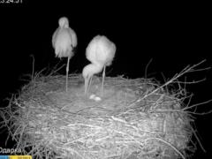 Аист Одарка снесла третье яйцо