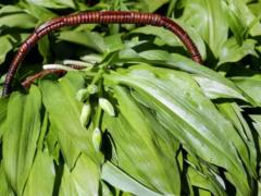 Ядовитая чемерица вместо черемши: какие съедобные травы легко перепутать с опасными