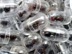 Новые животные в топе контрабандистов: муравьи, морские коньки и панголины