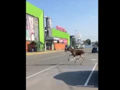 По Киеву среди бела дня бегает лось, - соцсети