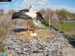 Аист Одарка снесла пятое яйцо