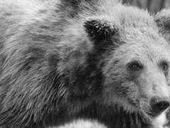 В приюте  Домажир  умер медведь Тоби - у него обнаружили опухоль