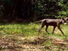 В Институте зоологии прокомментировали видео с  чупакаброй  на Ивано-Франковщине