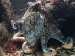  Кракен  не миф – ученые нашли доказательства гигантских осьминогов-хищников