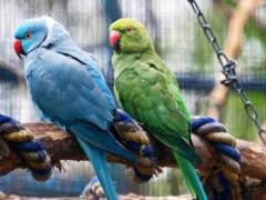 Аисты, журавли, ибисы и попугаи возвращаются в открытые вольеры КиевЗоо