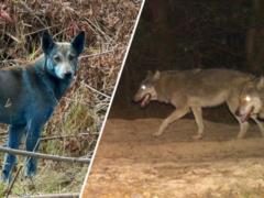Животные в Чернобыле спустя 40 лет: волки-мутанты, черные лягушки и миф о синих собаках